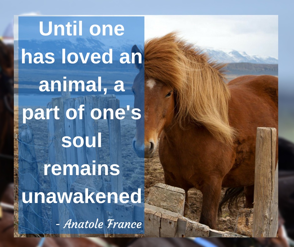 unawakened-horse-racing-memes