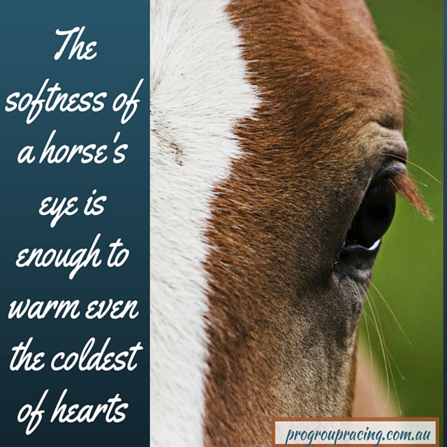 warm-eyes-horse-racing-memes
