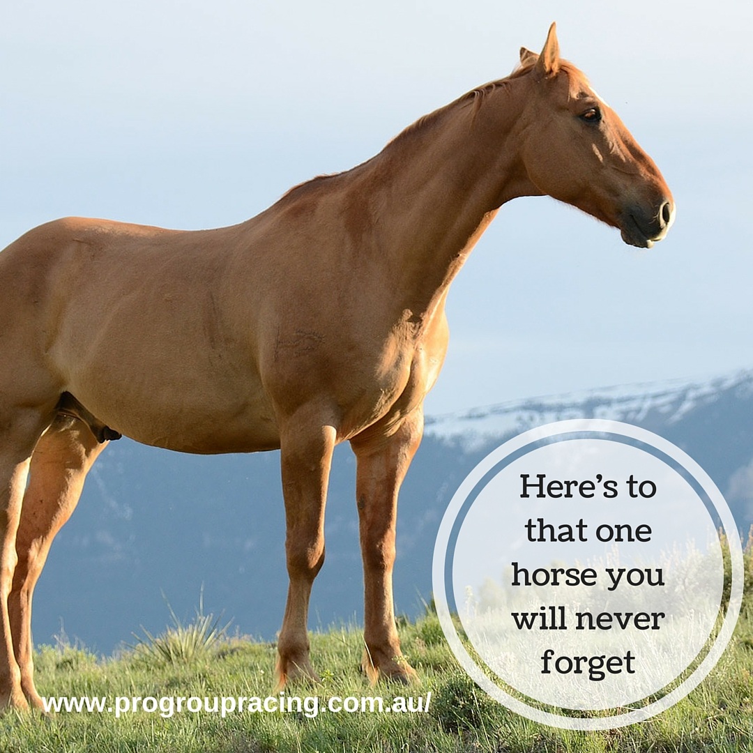 you-will-never-forget-horse-racing-memes